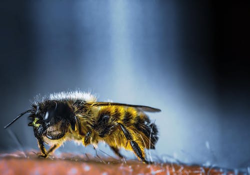 Qu'est-ce que cela signifie lorsqu'une abeille se pose sur vous ?