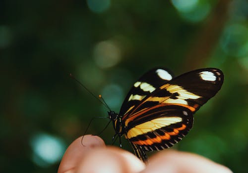 Qu'est-ce que cela signifie lorsqu'un papillon vole autour de vous ?