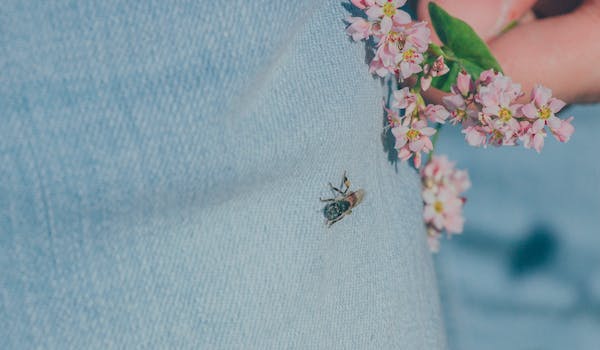 Signification d'une abeille qui se pose sur vous 【 2023 】 | Enor Cerna