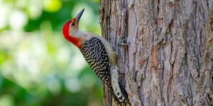 Que signifie voir un pic ? Que-significa-ver-un-pajaro-carpintero.jpg