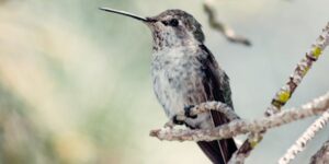 Qu'est-ce que cela signifie lorsqu'un colibri vient à votre fenêtre ? Que-significa-que-un-colibri-venga-a-tu-ventana.jpg