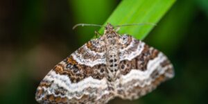 Signification des papillons de nuit à la maison Significado-de-las-polillas-en-casa.jpg