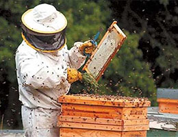 Beekeeping