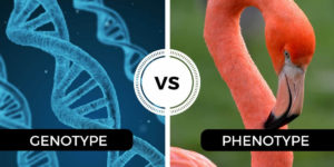 The 8 differences between genotype and phenotype