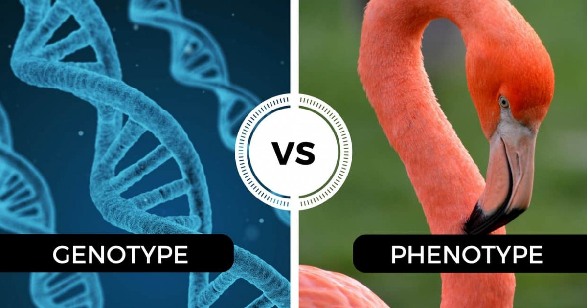 The 8 differences between genotype and phenotype | 【 2025
