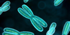 The 12 parts of chromosomes (characteristics and functions)