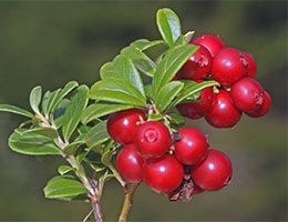 Astringent