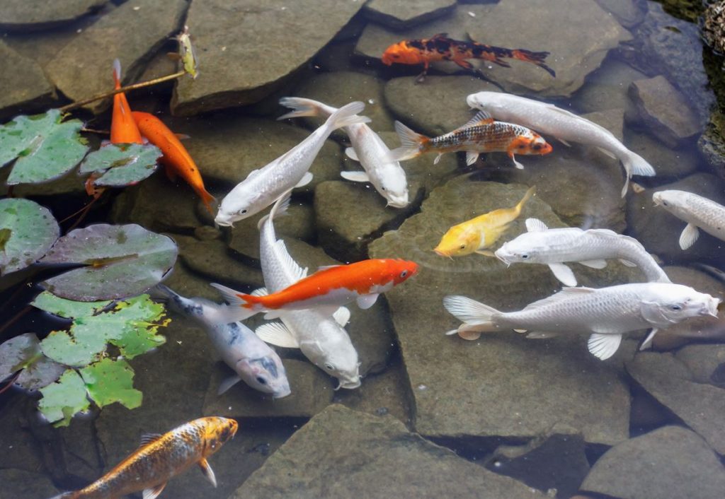 koi carp forbidden koi carp forbidden