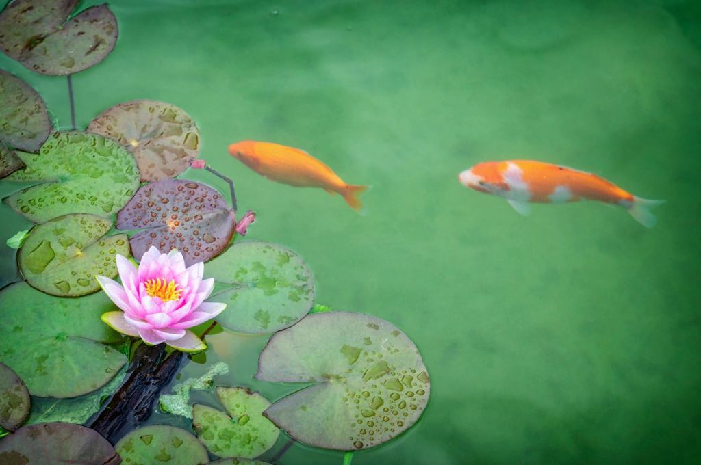 curiosities of the Japanese carp curiosities of the Japanese carp