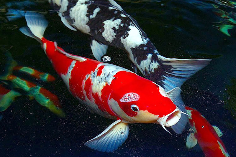 Japanese koi fish curiosities