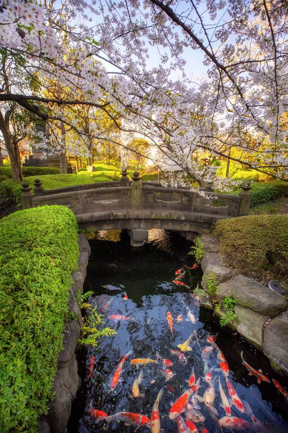 koi fish facts koi fish facts