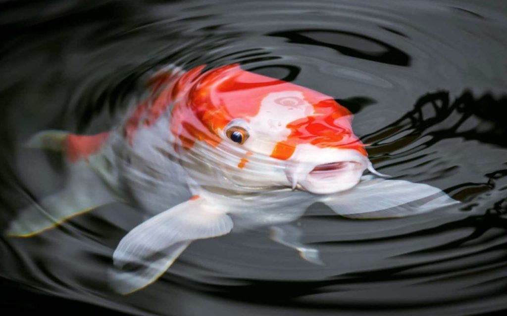 the oldest koi fish in the world the oldest koi fish in the world