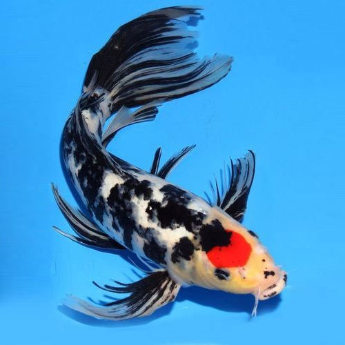black white koi black white koi