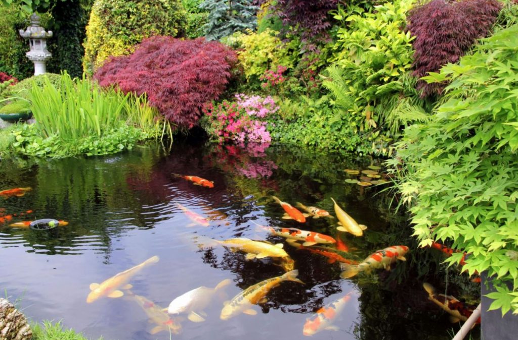 japanese koi fish japanese koi fish