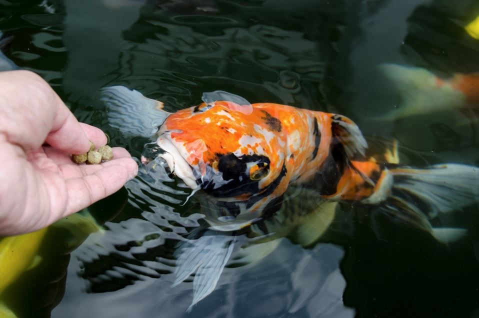 koi carp fish buy koi carp fish buy