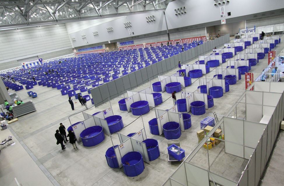 beautiful koi fish of the world all japan koi show beautiful koi fish of the world all japan koi show
