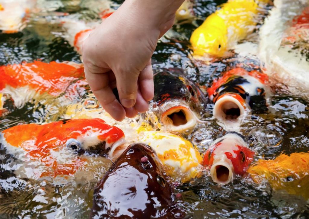 What can I feed the koi fish? What can I feed the koi fish?