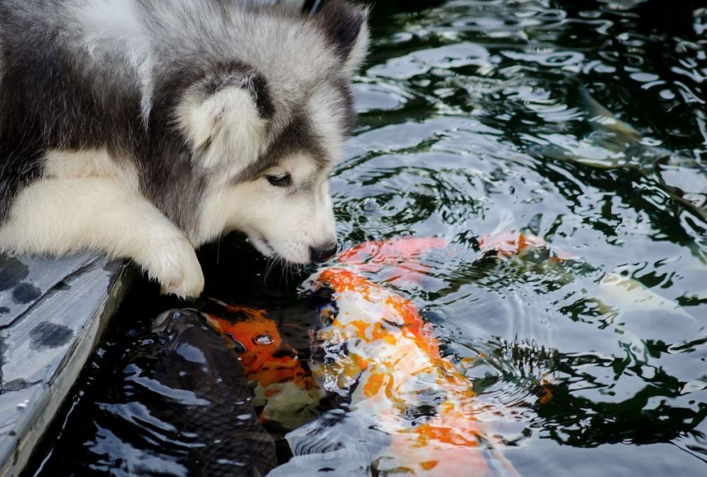 he eats the koi fish he eats the koi fish