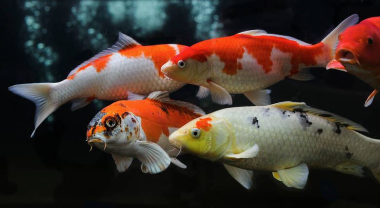 you can eat koi fish you can eat koi fish