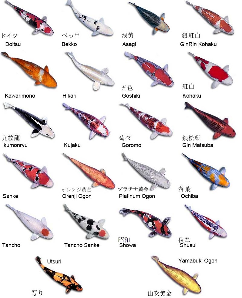 types of koi carp - alternative japan types of koi carp - alternative japan