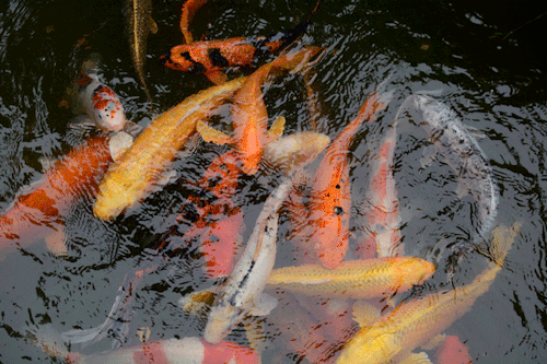 traditional japanese koi fish