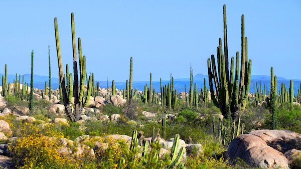 Baja California de M&eacute;xico es conocida por su valle de cactus