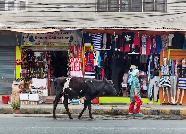 Vaca en Katmand&uacute; / Nepal: imagen de Mark Benham / shutterstock.com