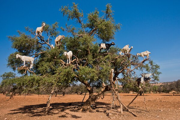 Cabras trepando en el &aacute;rbol de arg&aacute;n en Marruecos - imagen de Shutterstock.com