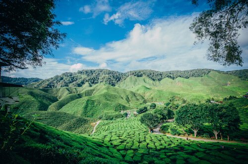 Malasia Cameron Highlands - imagen de Barkeh Said / shutterstock.com