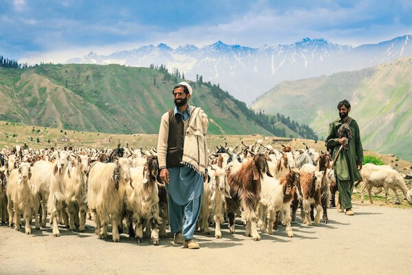 Pastores de cabras: imagen de Dave Primov / shutterstock