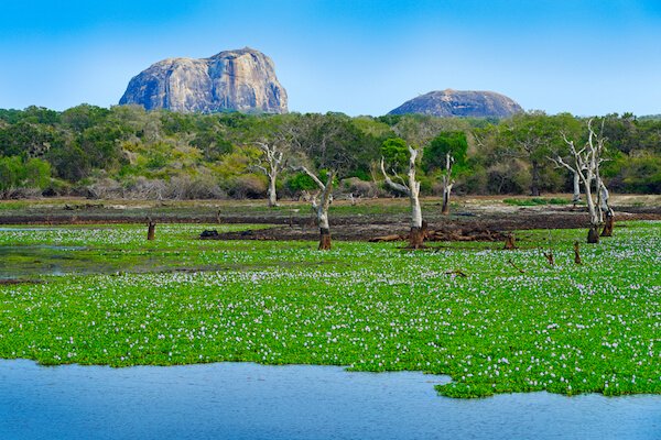 Puente de nueve arcos en Sri Lanka