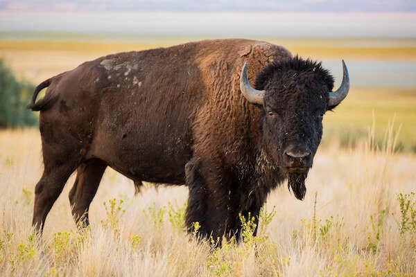 Bisonte americano