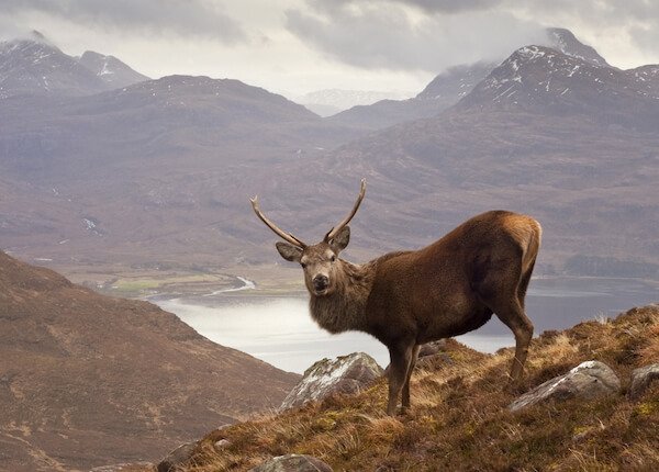 Ciervo rojo en Escocia