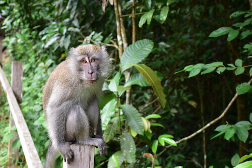 Mono de Singapur en la reserva natural de Bukit Timah