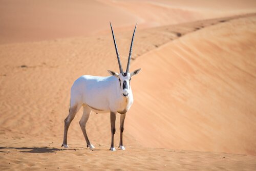 Oryx en el desierto