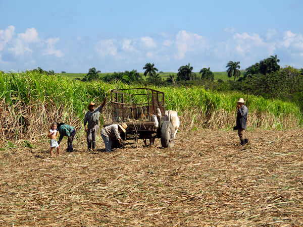 Cosecha de ca&ntilde;a de az&uacute;car en Cuba - imagen de Sergey-73 / shutterstock.com