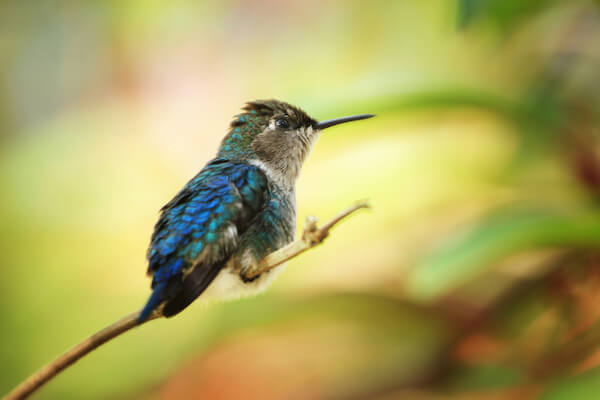 Colibr&iacute; abeja cubano, tambi&eacute;n llamado zunzuncito.