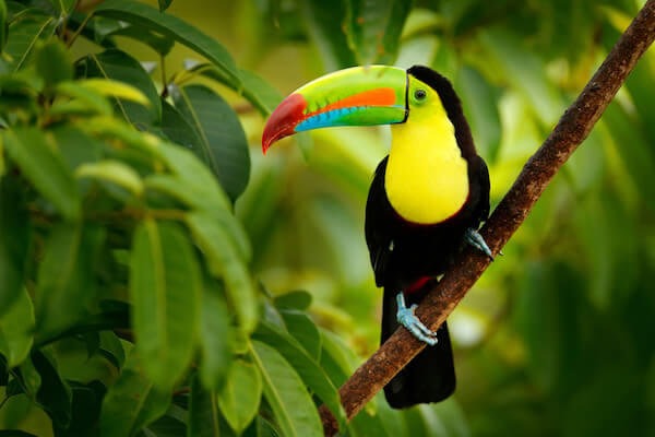 Tuc&aacute;n de Costa Rica