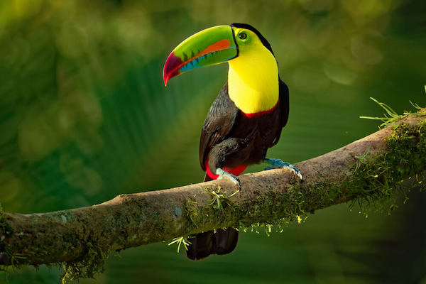 P&aacute;jaro tuc&aacute;n