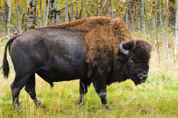 Bisonte salvaje de Canad&aacute;