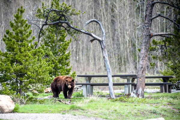 Oso Grizzly en un campamento en Alberta