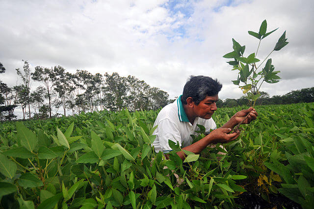 Plantaci&oacute;n de frijol de soja en Bolivia - imagen de Neil Palmer / wikimedia 