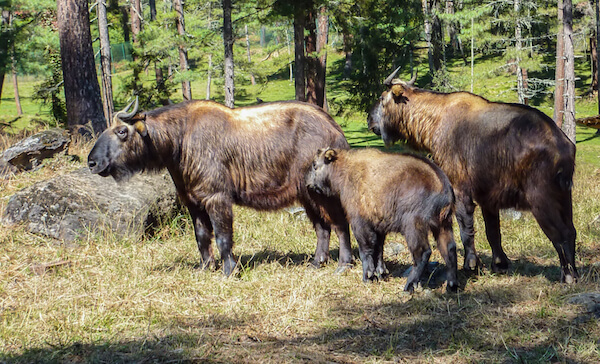 Familia Takin: El takin es el animal nacional de But&aacute;n.