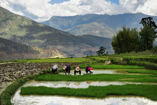 Mujeres trabajando en un campo de arroz en But&aacute;n - imagen de Mathias Berlin / shutterstock.com