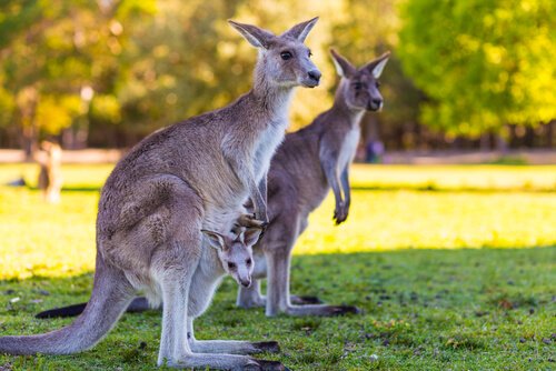 Datos de Australia para niños | Australia para niños | Geografía