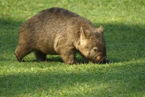Wombat australiano