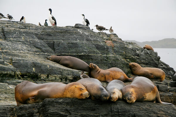 Focas y cormoranes en Tierra del Fuego