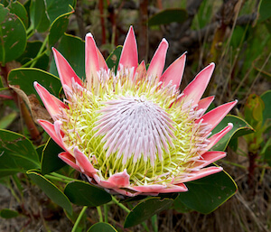 Flor nacional sudafricana: el rey protea
