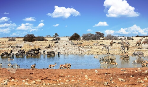 Pozo de agua de vida silvestre de Namibia en el Parque Nacional de Etosha - imagen de Paula French / shutterstock.com