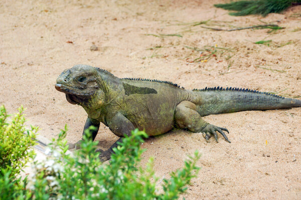 Iguana rinoceronte en Rep&uacute;blica Dominicana - imagen de SkrypnykovDmytro